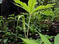 Tail-Leaf Cobra Lily